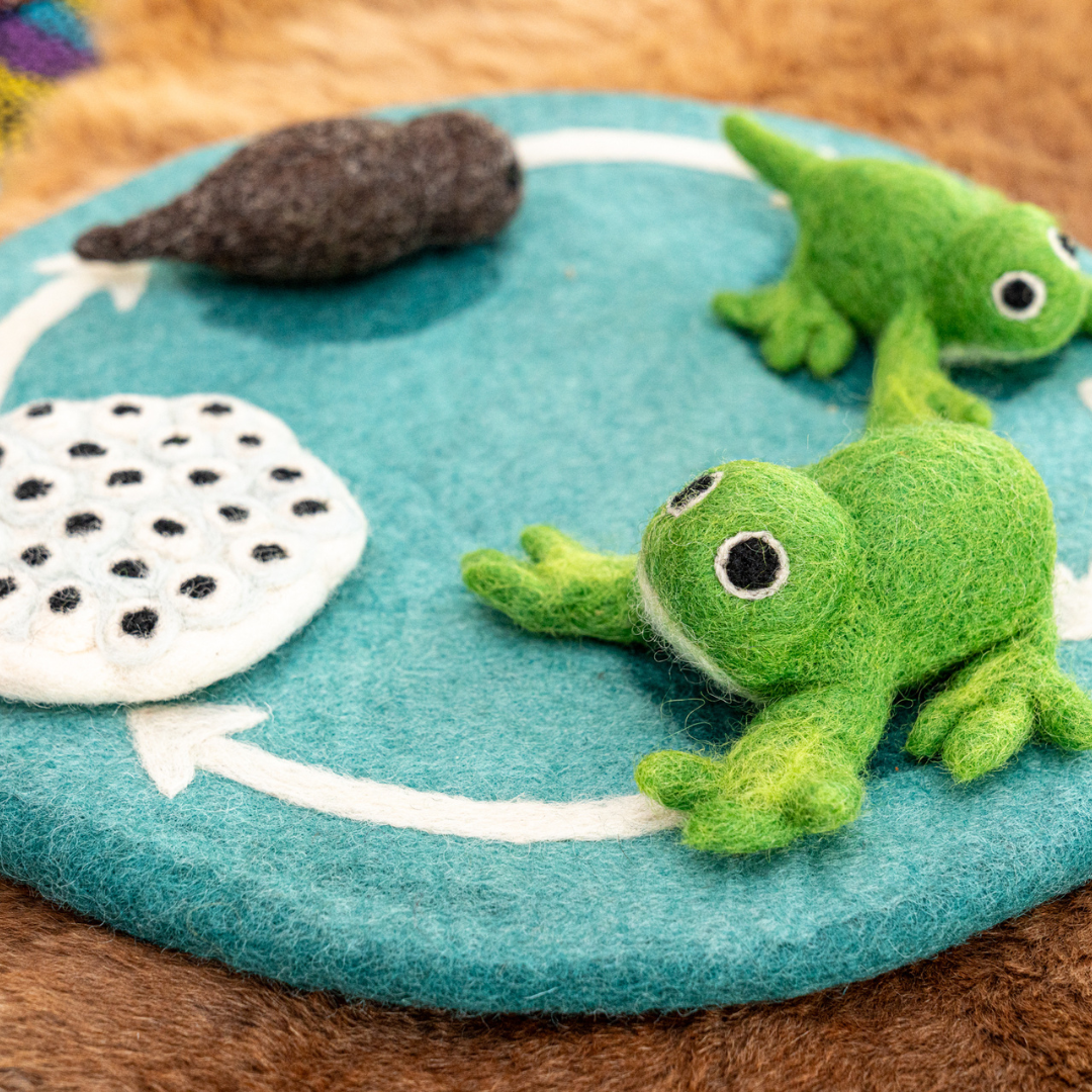 Felt Lifecycle of a Frog