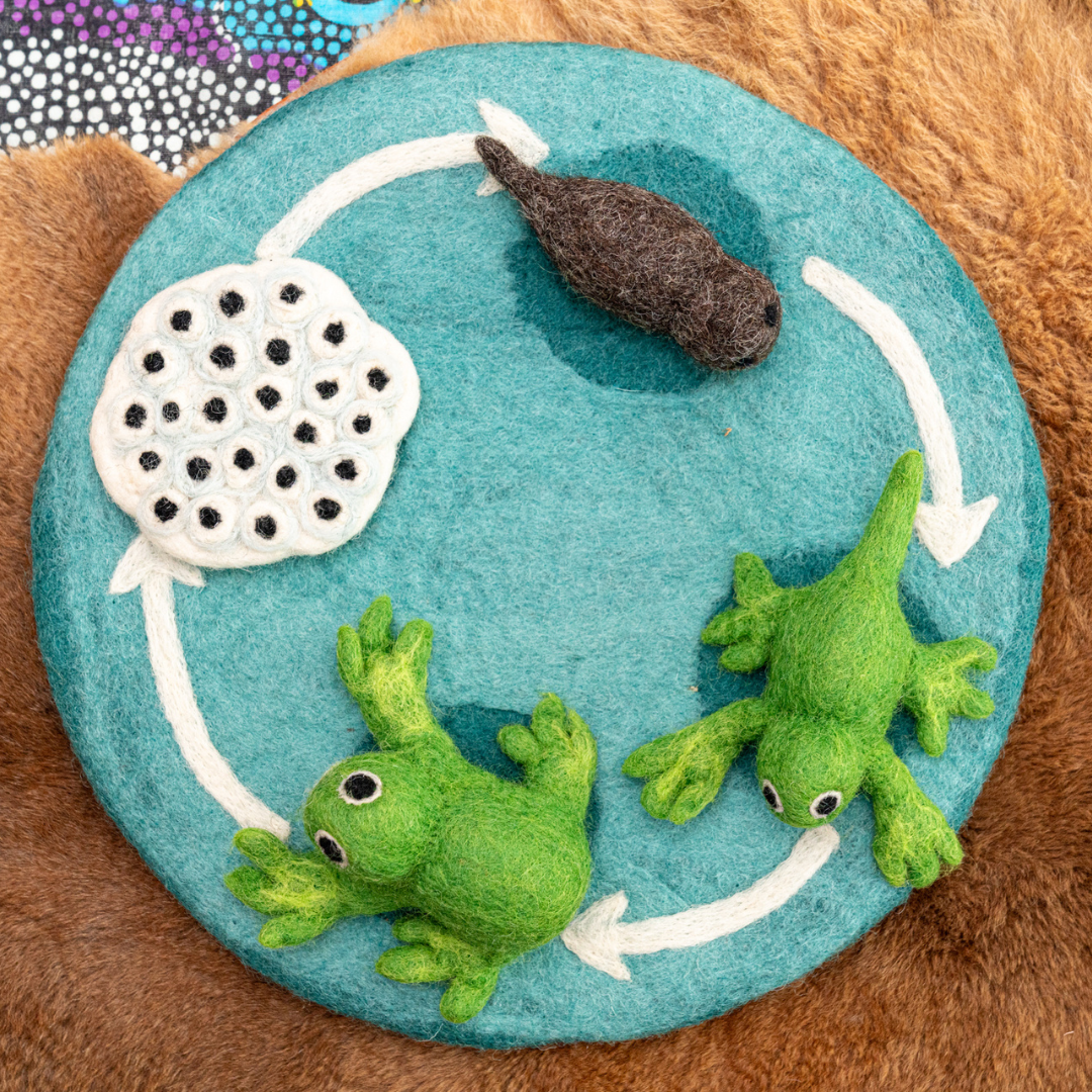 Felt Lifecycle of a Frog