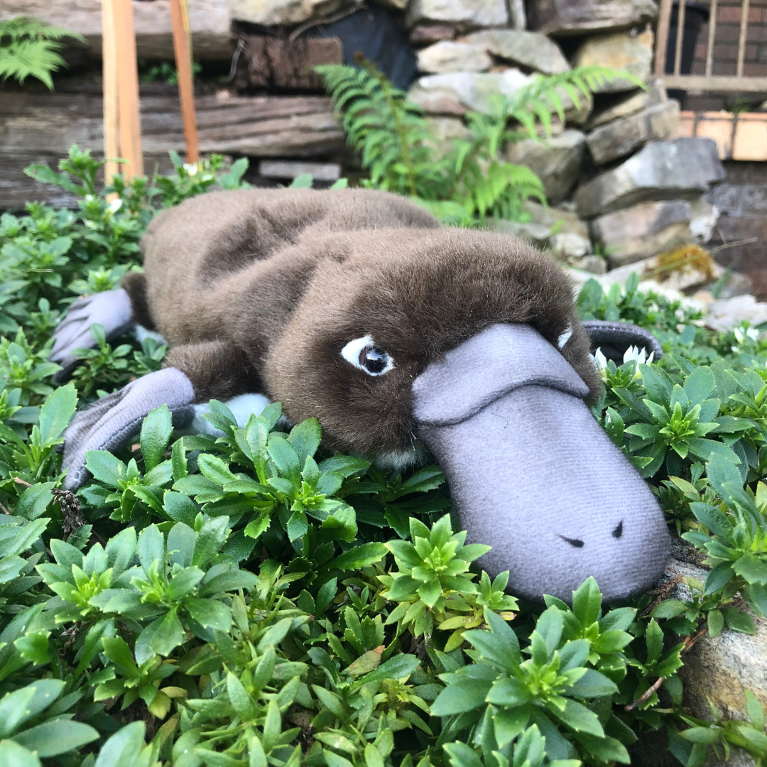 Plush Platypus 40CM
