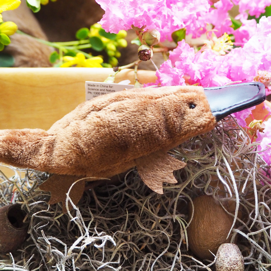 Australian Platypus Finger Puppet placed among decorative eggs and flowers, emphasizing its use in play and educational settings.