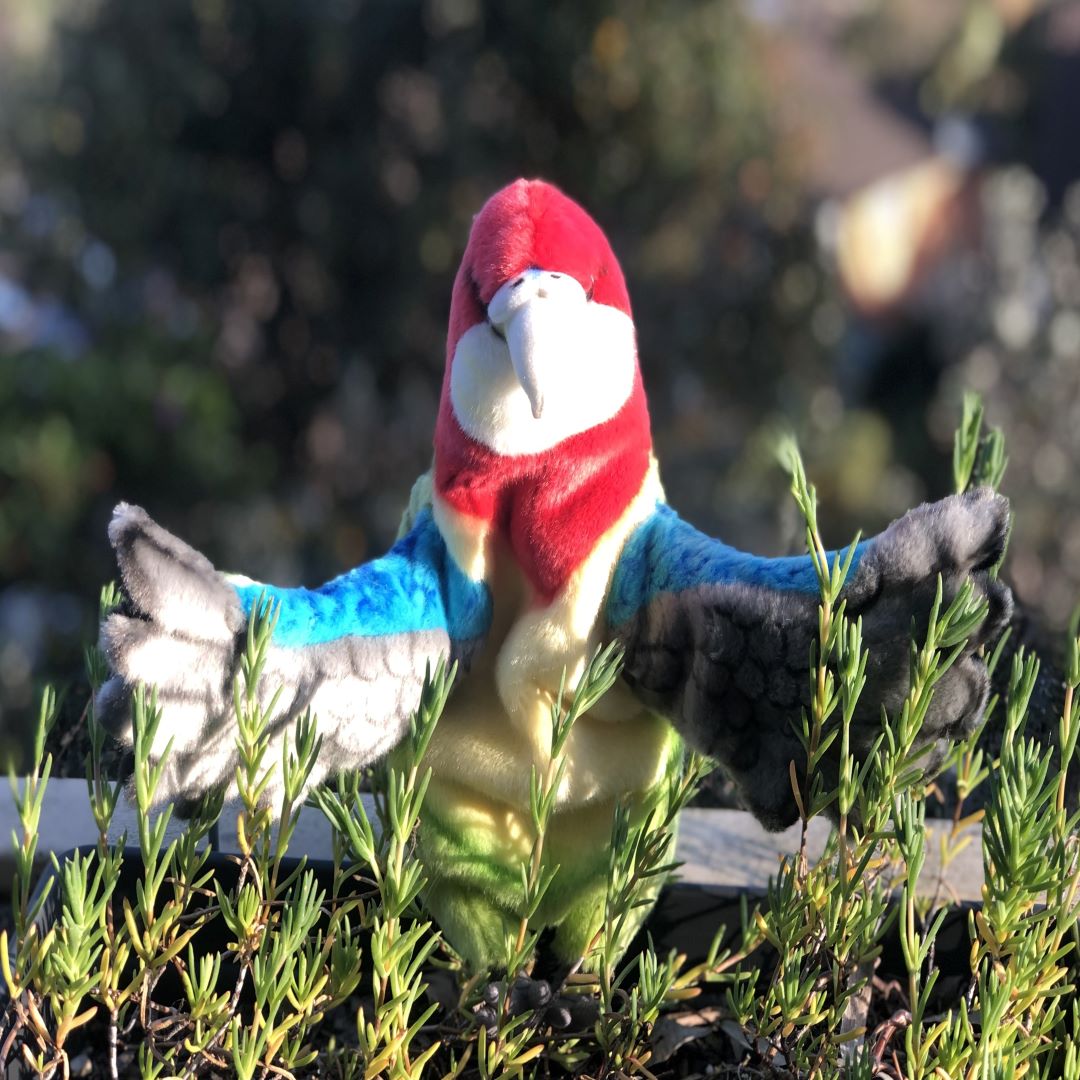 Eastern Rosella Puppet 50CM