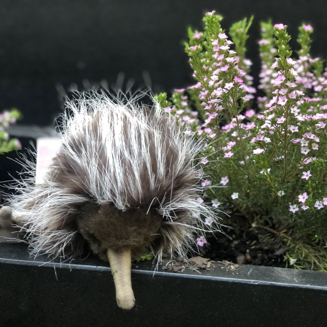 Echidna Puppet 27CM