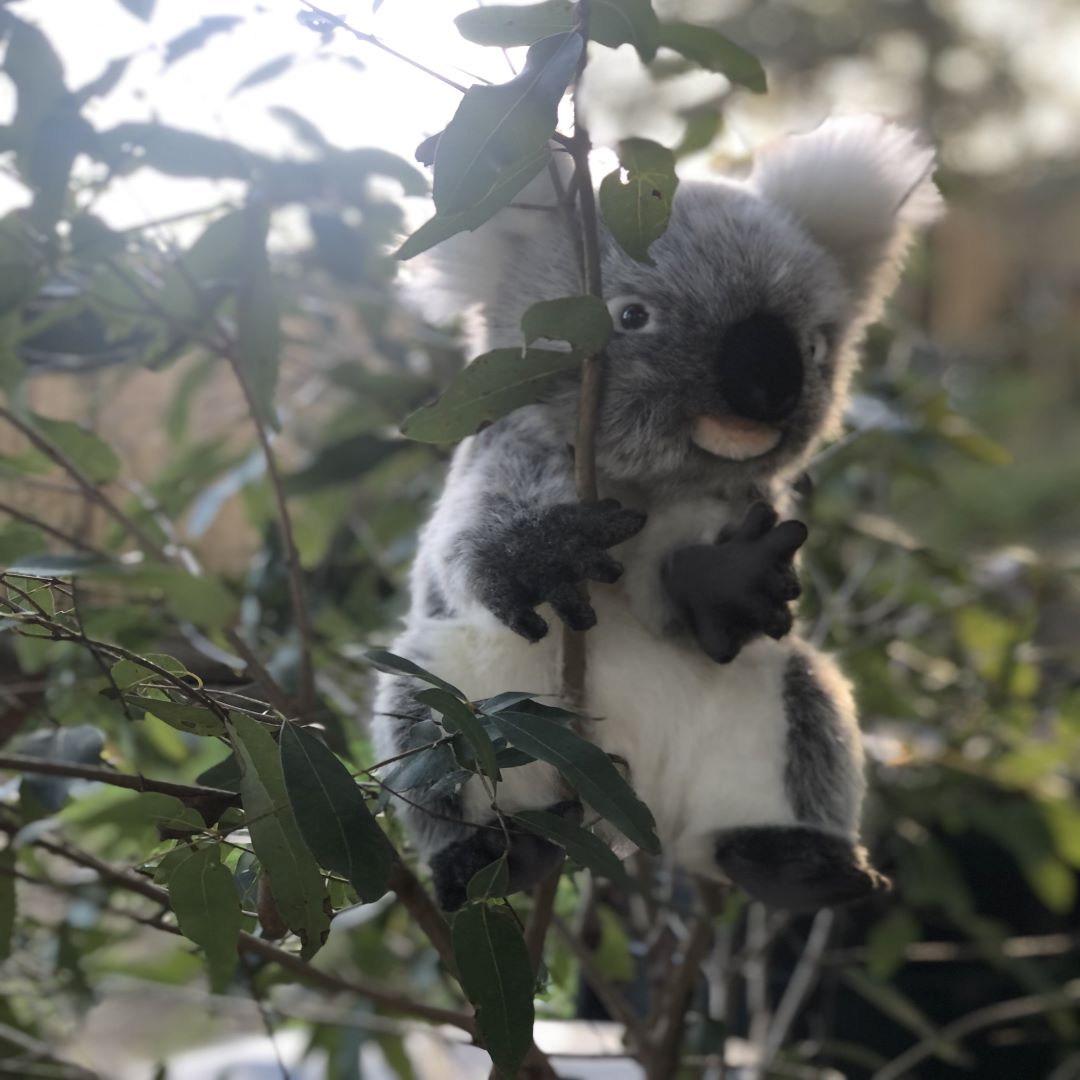 Koala Puppet  28CM