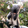 Koala Puppet  28CM