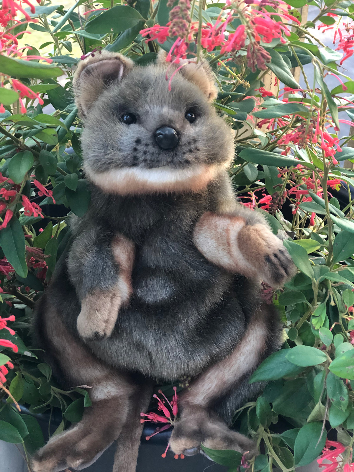 Quokka Puppet 33CM