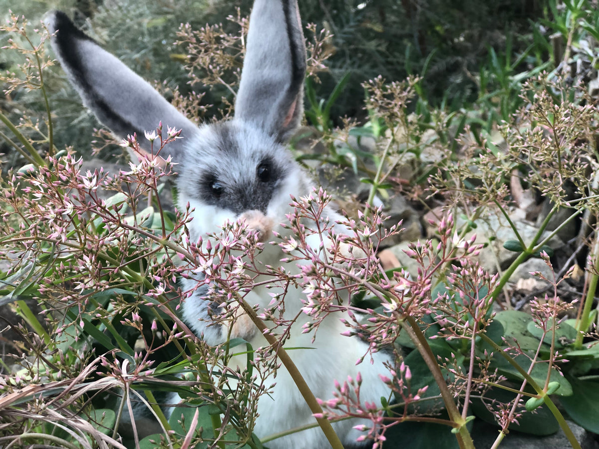 Bilby Puppet 35CM