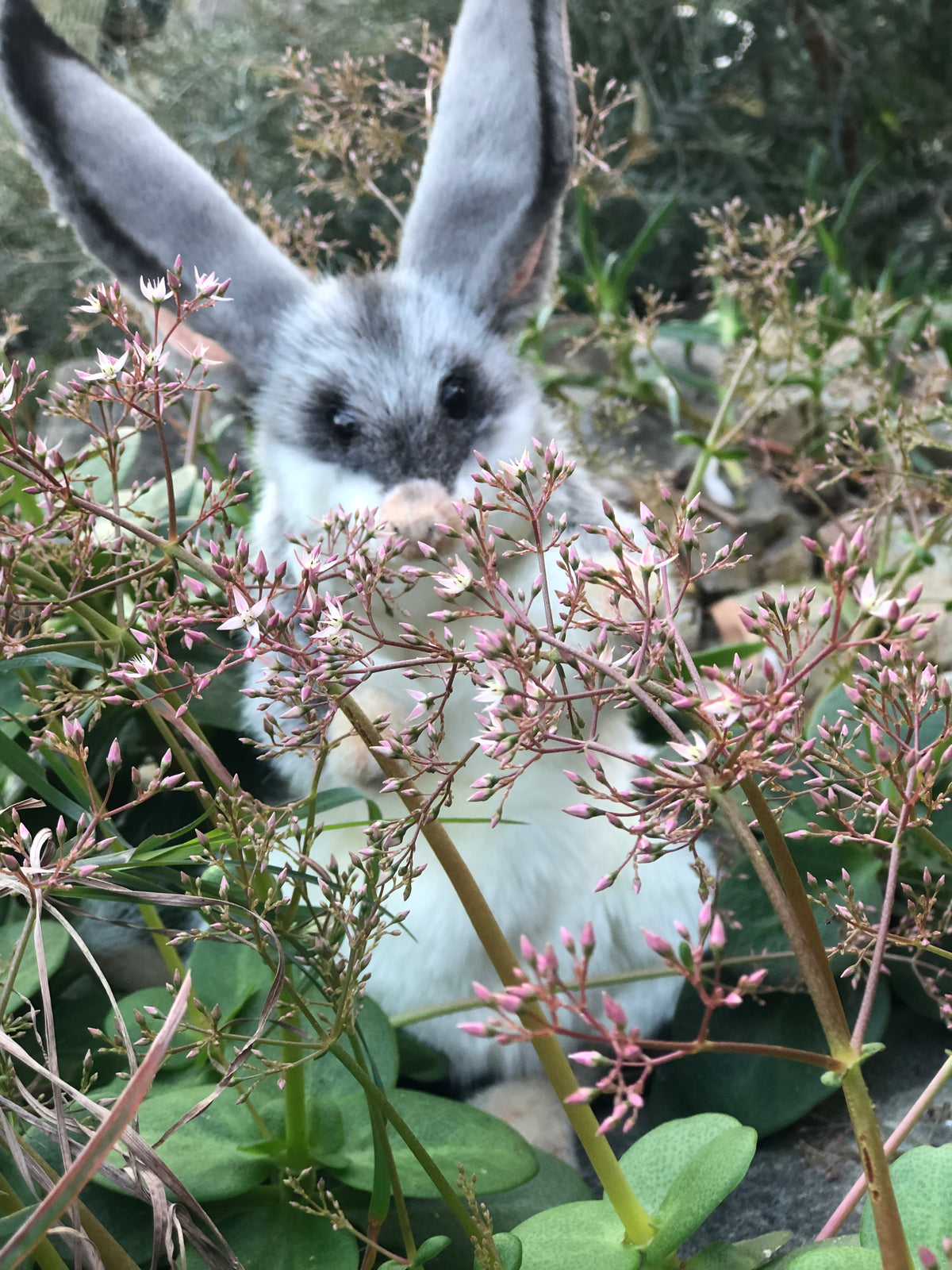 Bilby Puppet 35CM