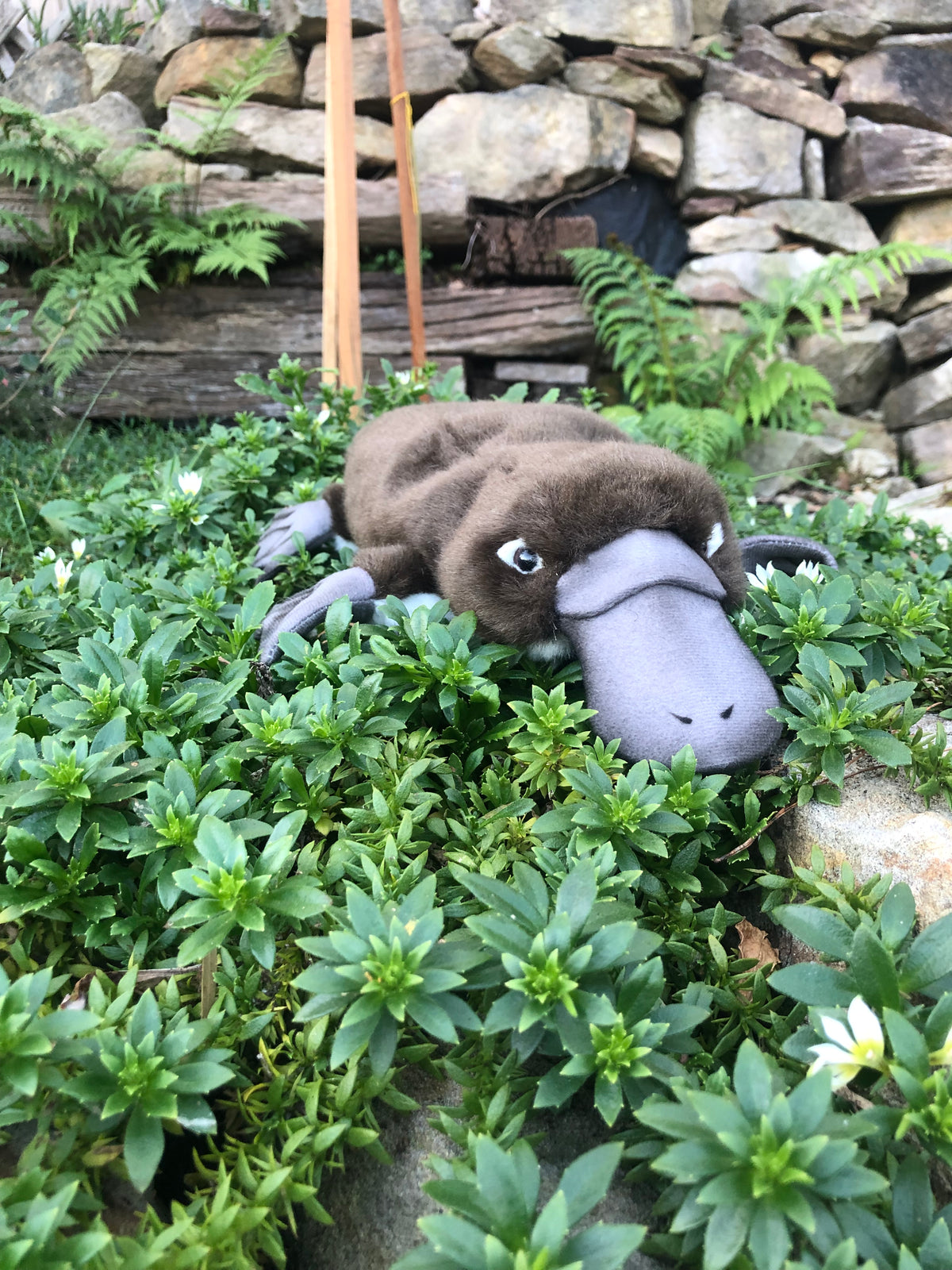 Plush Platypus 40CM