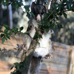 Possum Puppet 45cm