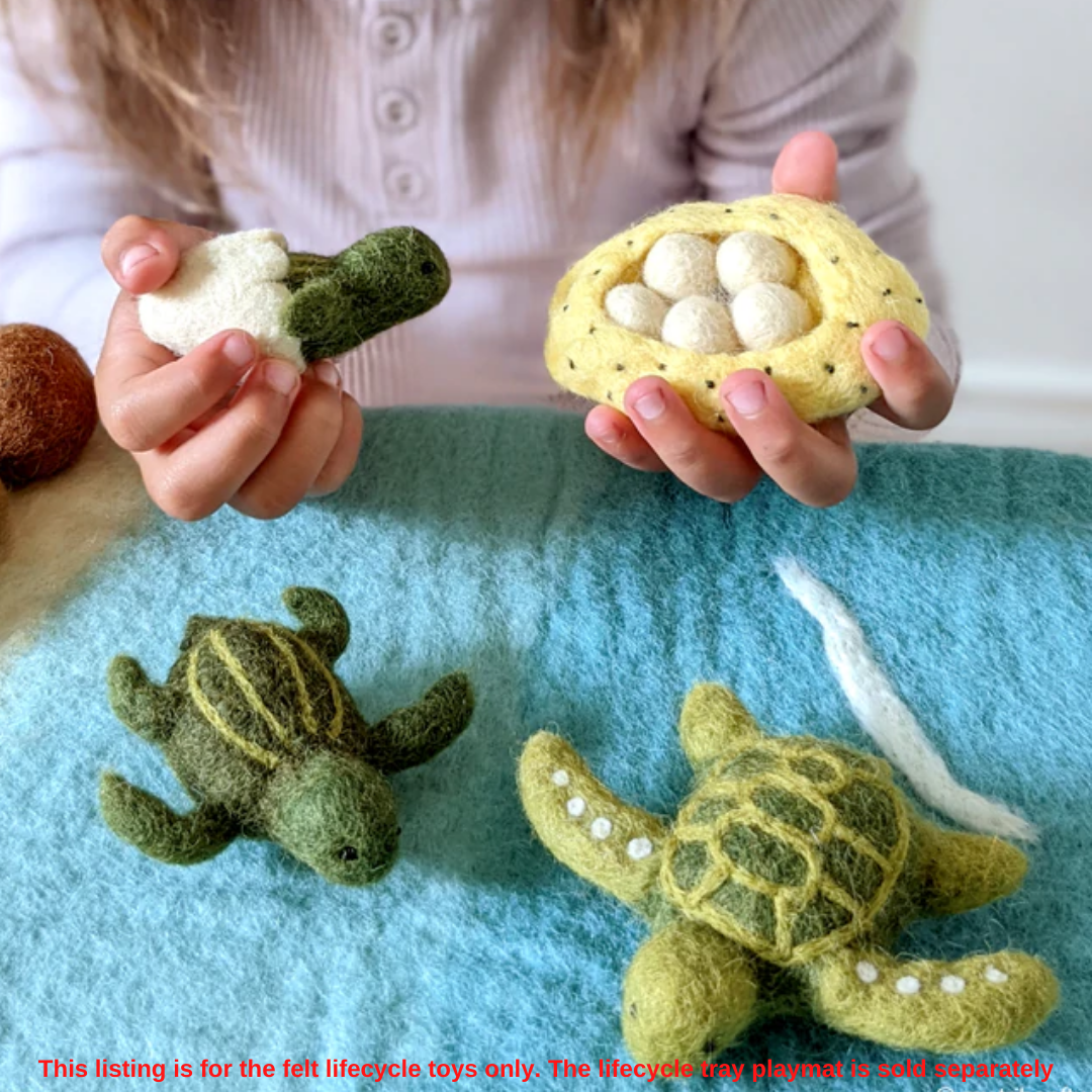 Felt Life cycle of Green Sea Turtle