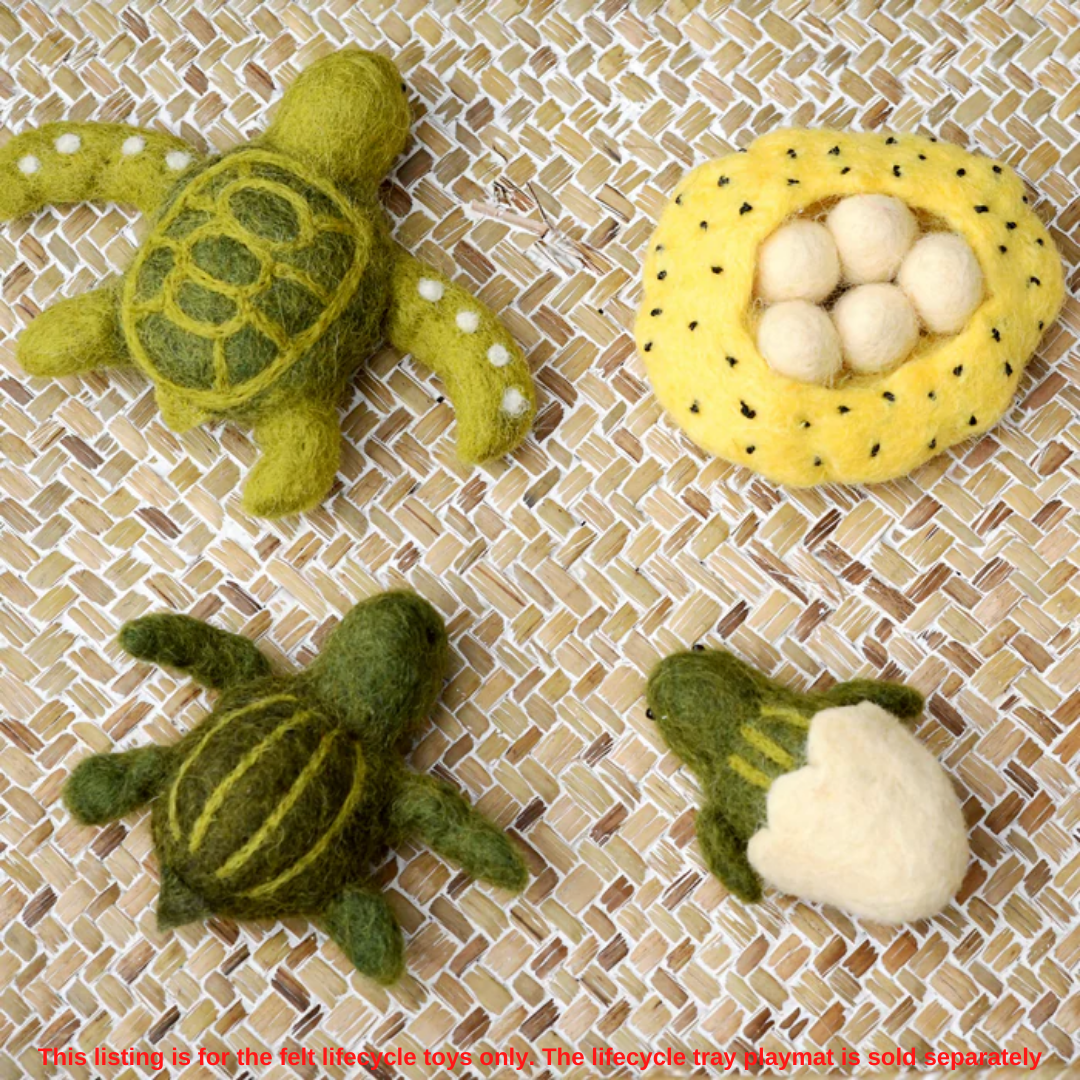 Felt Life cycle of Green Sea Turtle