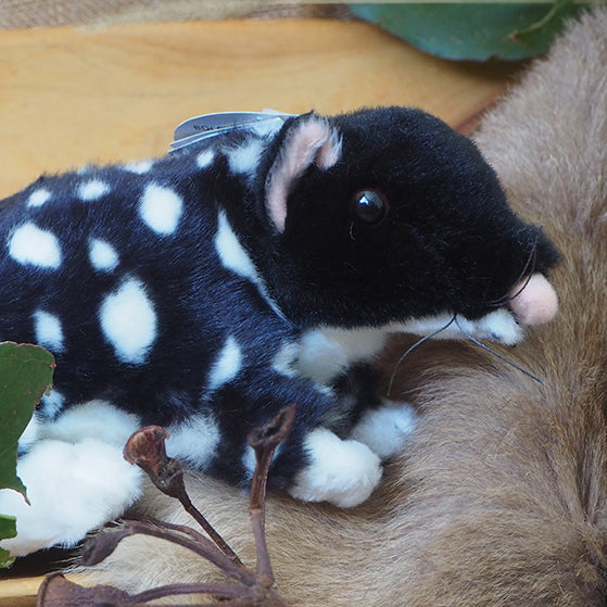 Polka - Plush Black Eastern Quoll Size 22cm/8.5″